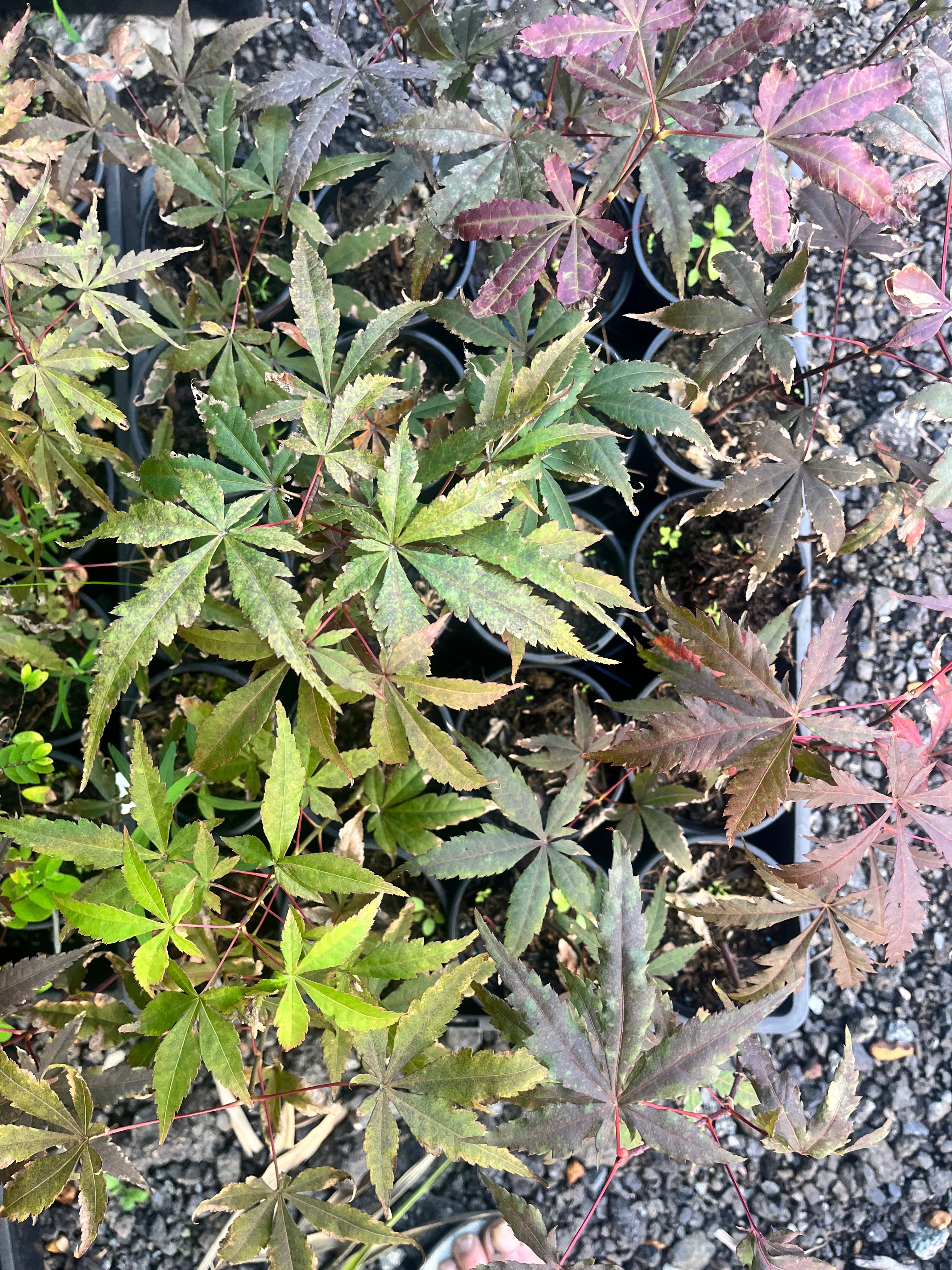 Japanese Maple Seedlings