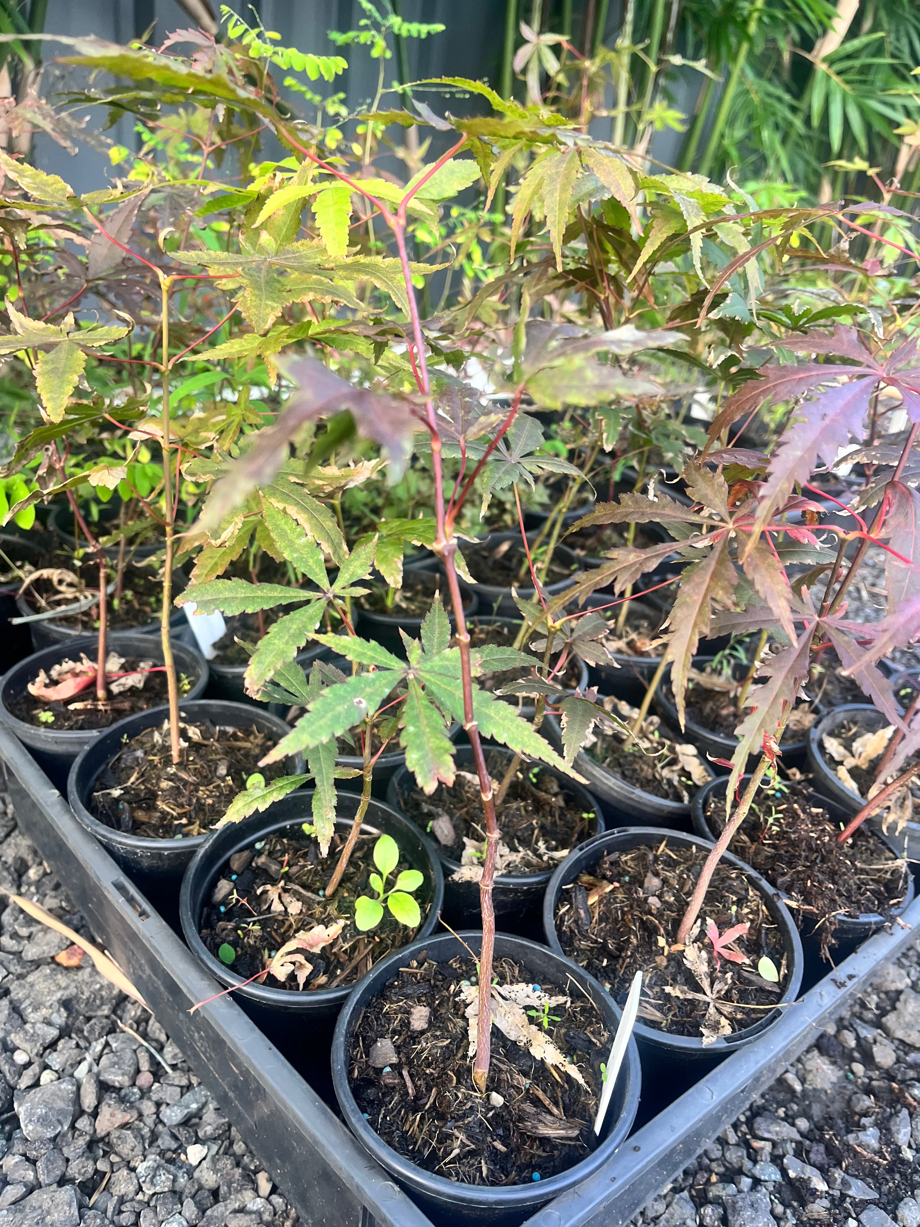 Japanese Maple Seedlings