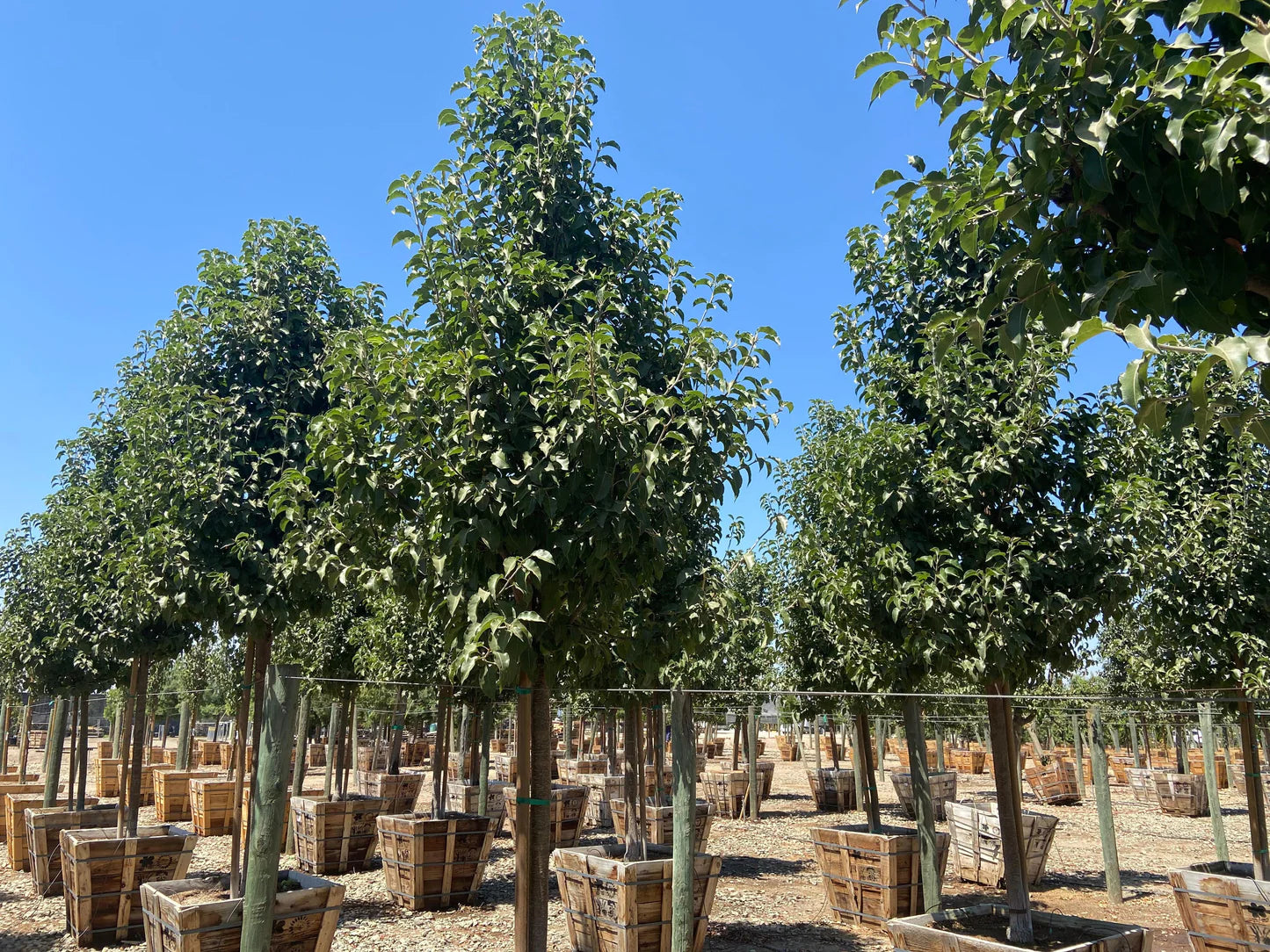 Pyrus Calleryana 'Red Spire' (Red Spire Pear Tree)