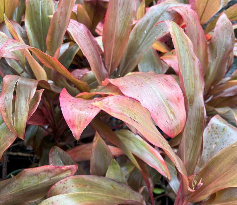 Cordyline Fruticosa (Early Morning Diamond)