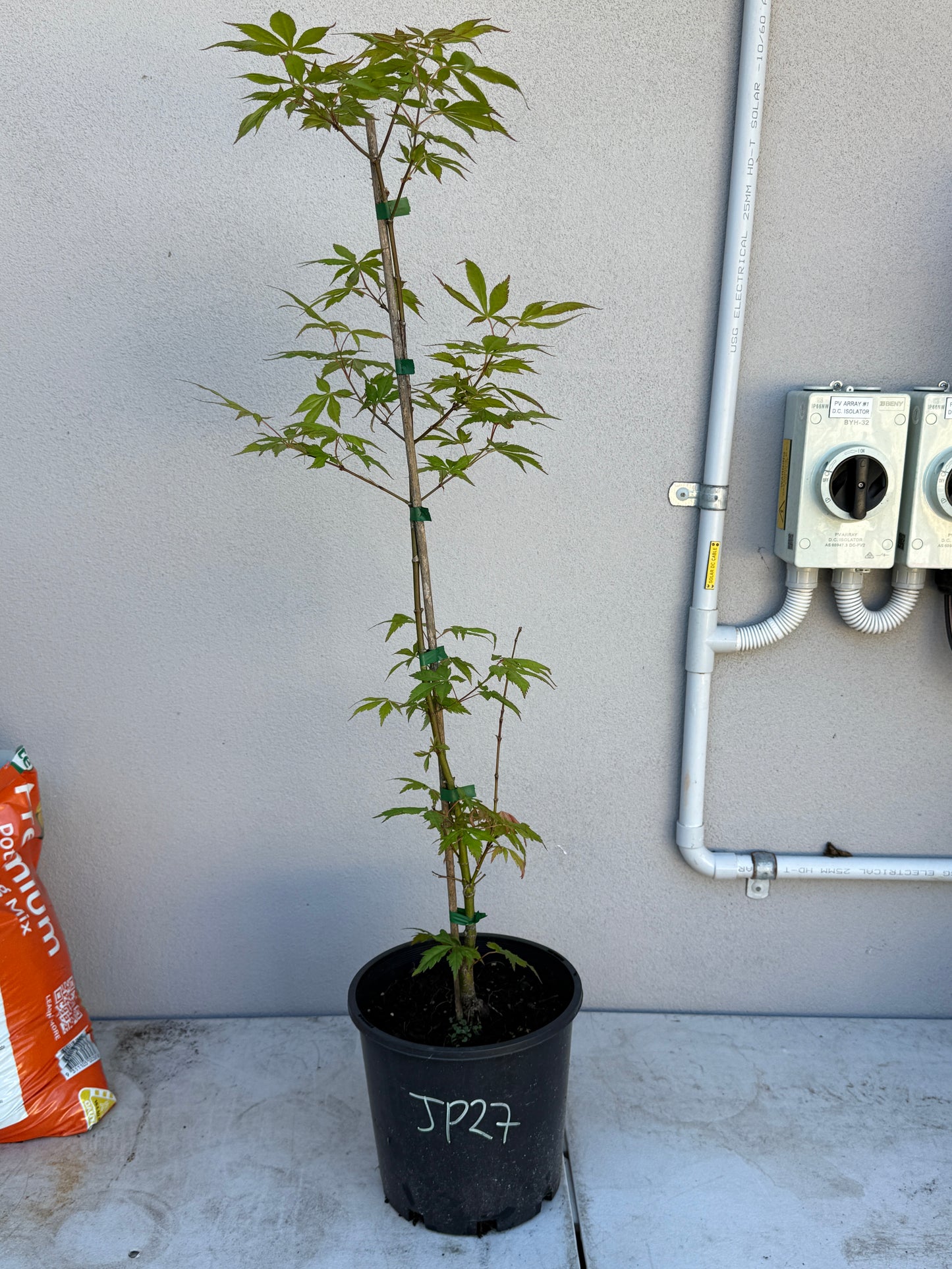 Acer Palmatum 'Unknown Japanese Maple Seedling' (JP27)