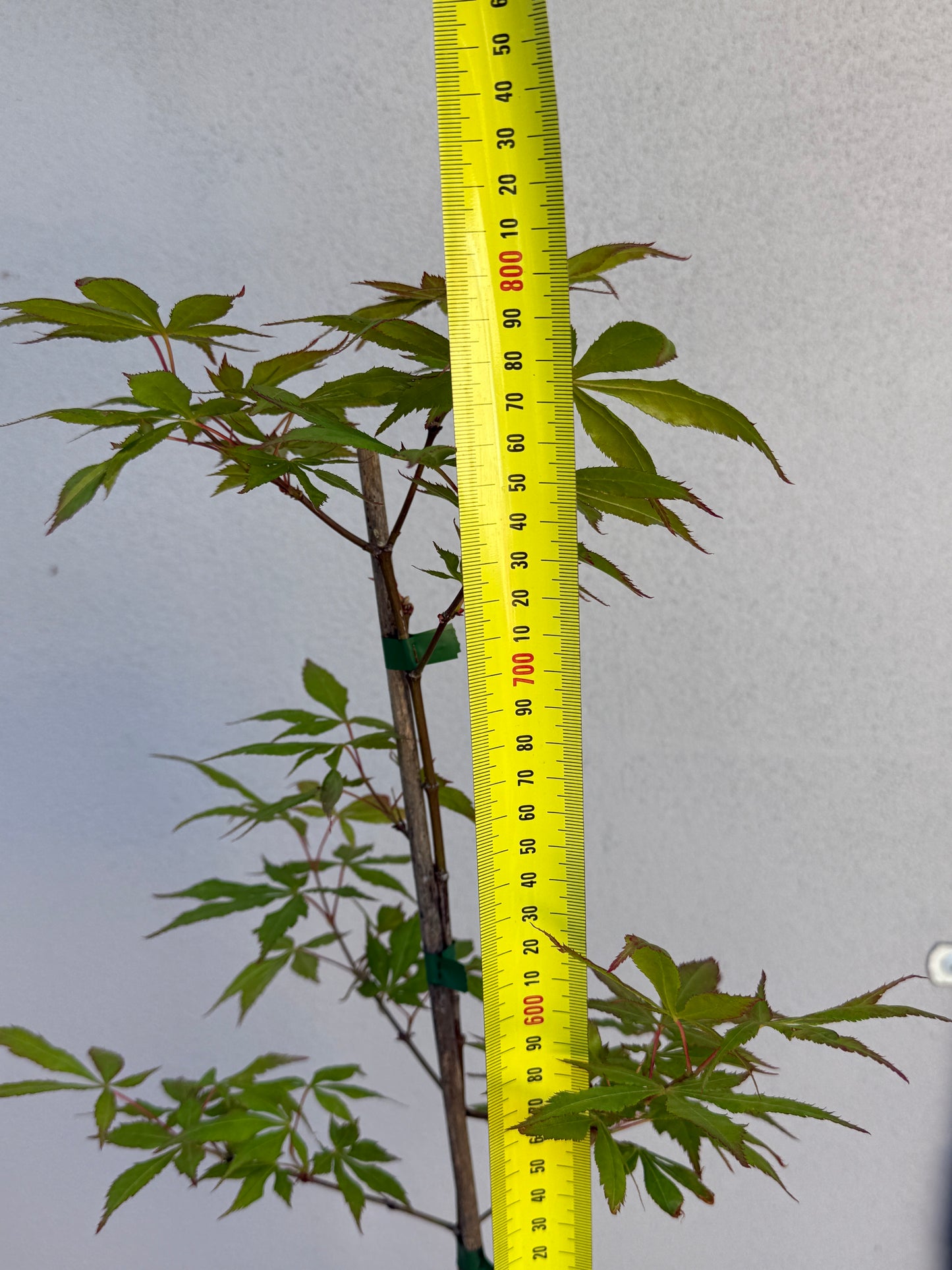 Acer Palmatum 'Unknown Japanese Maple Seedling' (JP27)