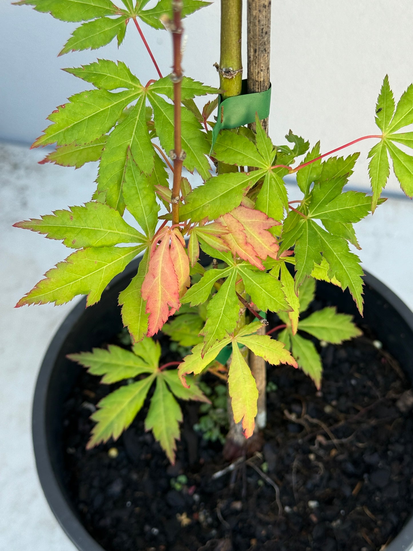 Acer Palmatum 'Unknown Japanese Maple Seedling' (JP27)