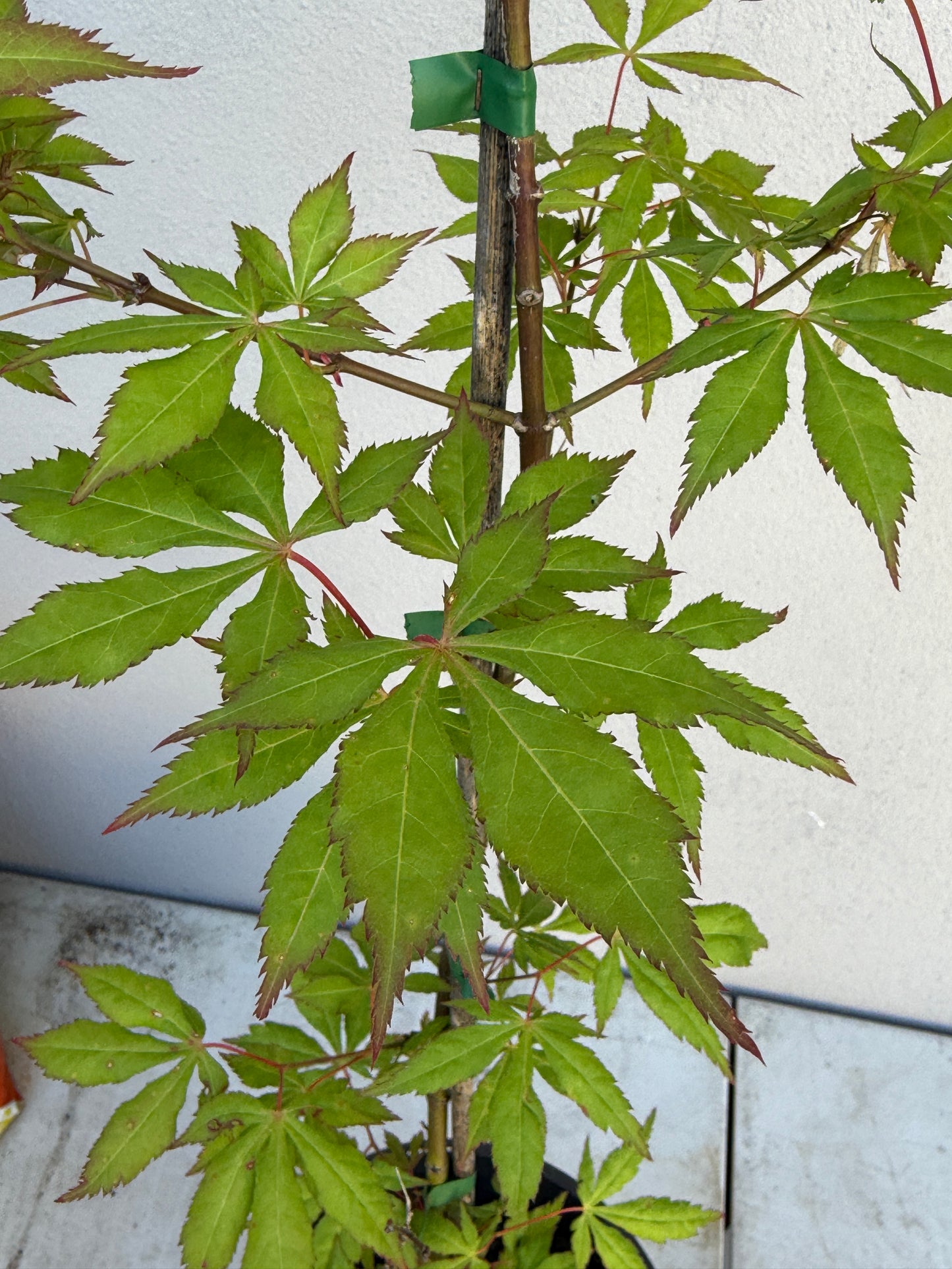 Acer Palmatum 'Unknown Japanese Maple Seedling' (JP27)