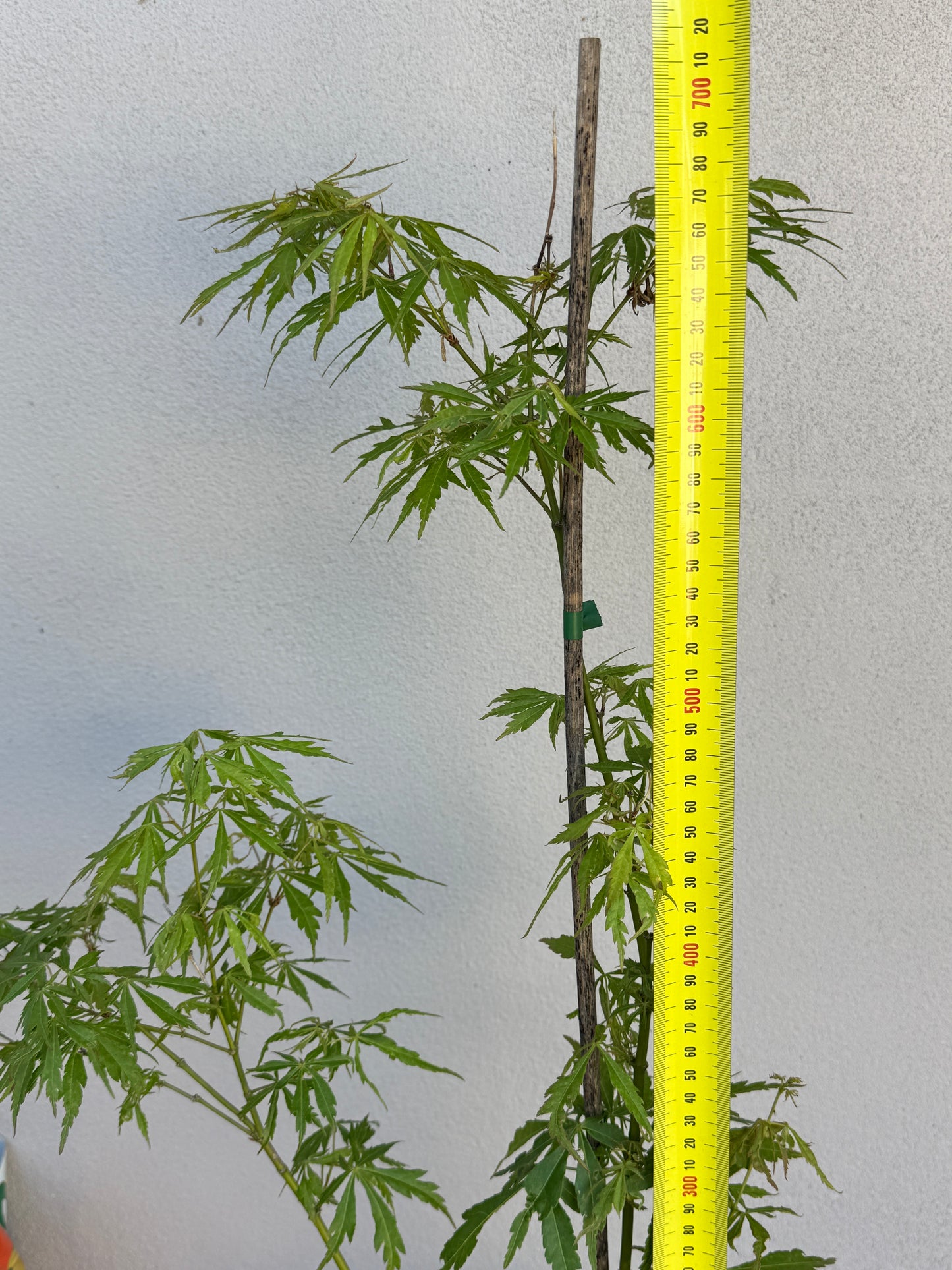 Acer Palmatum 'Unknown Japanese Maple Seedling' (JP21)