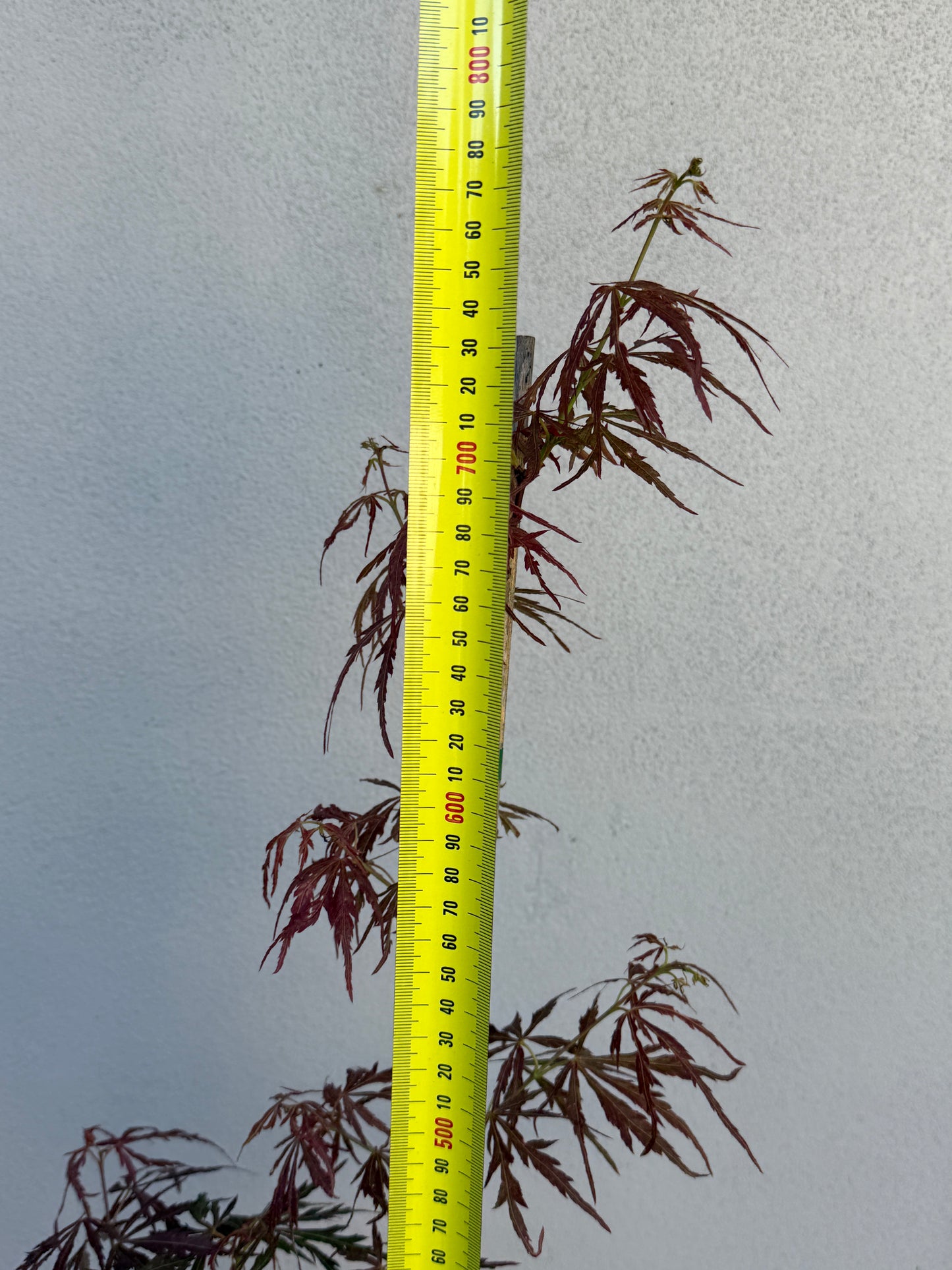 Acer Palmatum 'Unknown Japanese Maple Seedling' (JP20)