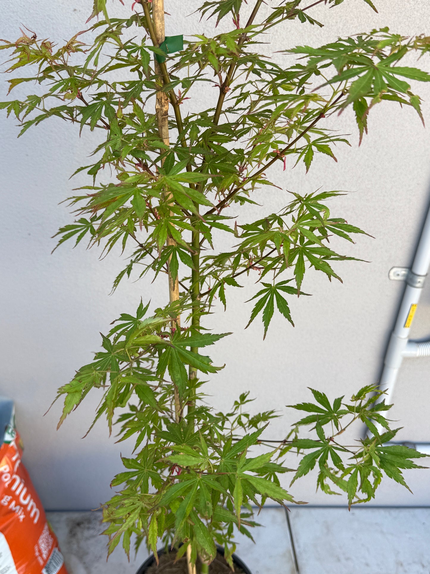 Acer Palmatum 'Unknown Japanese Maple Seedling' (JP14)
