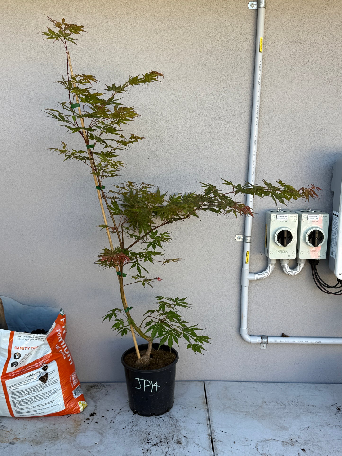 Acer Palmatum 'Unknown Japanese Maple Seedling' (JP14)