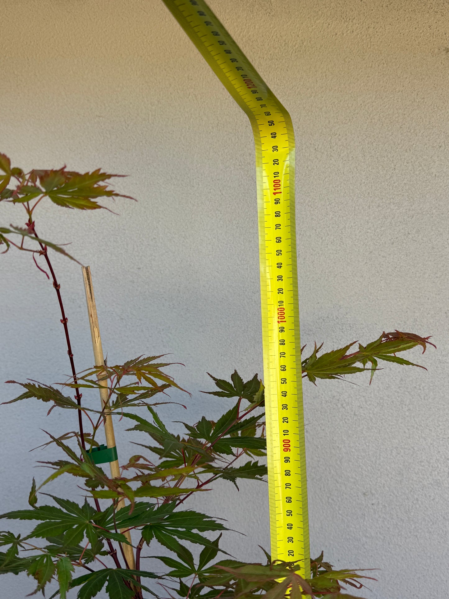 Acer Palmatum 'Unknown Japanese Maple Seedling' (JP12)