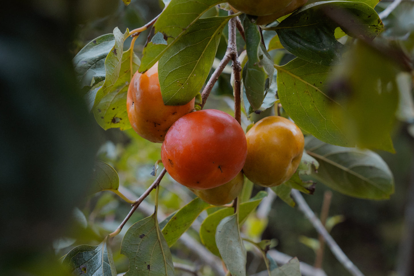 Diospyros kaki ‘Ichi-Ki-Kei-Jiro’ (Jiro Persimmon)