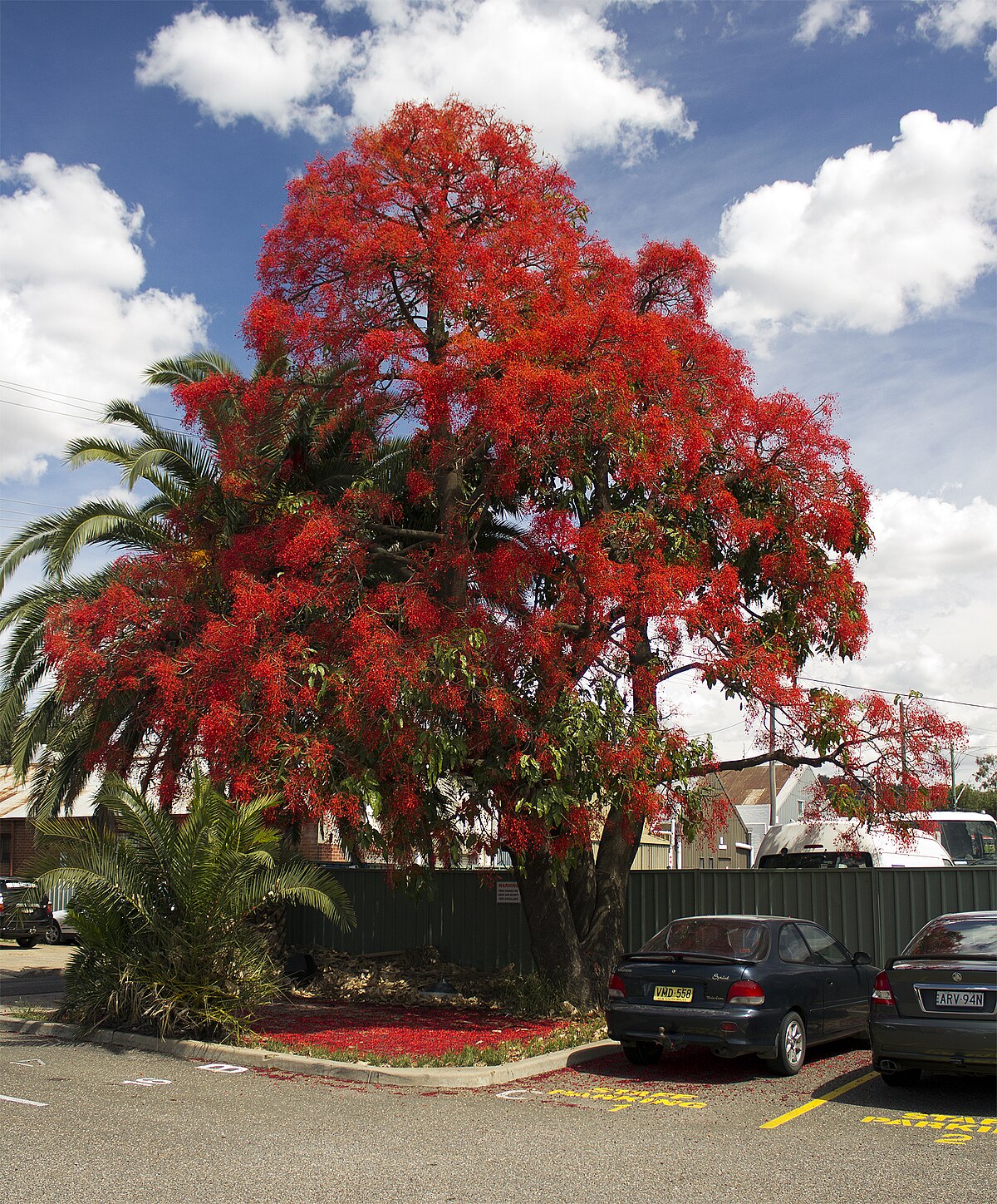 Brachychiton 'Jerilderie Red' (Jerilderie Red Bottle Tree) GRAFTED