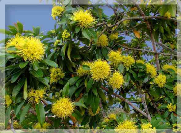 Xanthostemon Chrysanthus