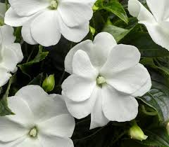 Impatiens Hawkerii 'White' (New Guinea Impatiens)