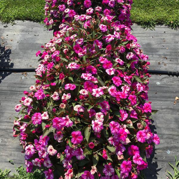 Impatiens × hybrida ‘SunPatiens Compact Purple Candy’ (Purple Candy New Guinea Impatiens)