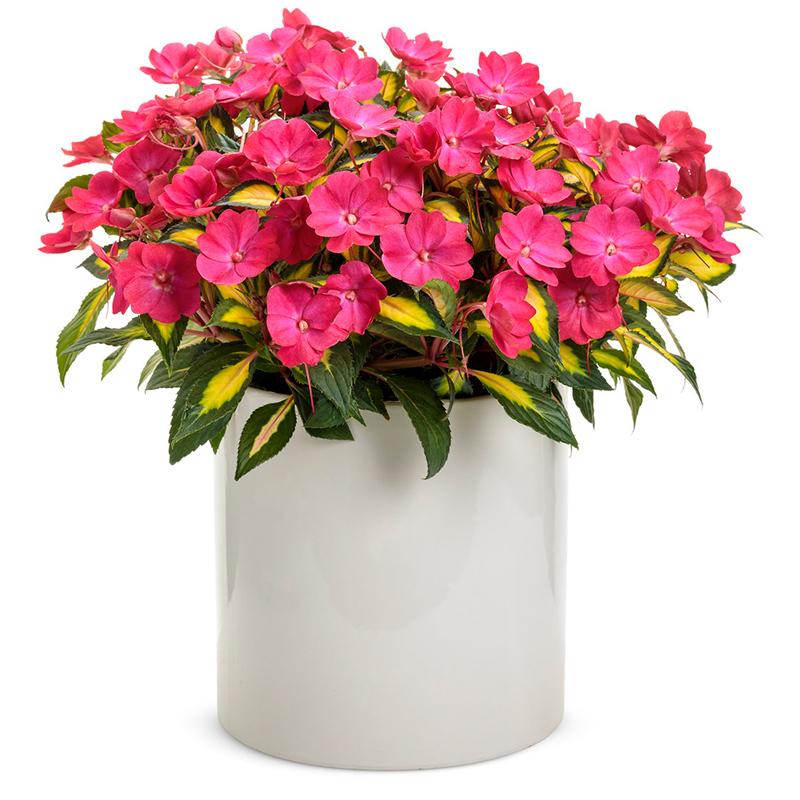 Impatiens × hybrida ‘SunPatiens Compact Tropical Rose’ (Tropical Rose New Guinea Impatiens)