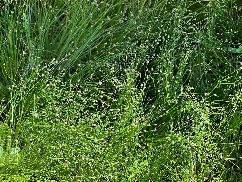 Isolepis Cernua (Fairy Lights Fibre Optic Grass)