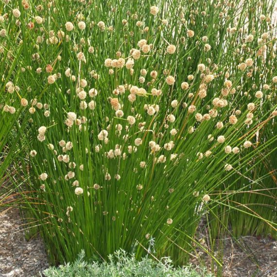 Isolepis Nodosa | Ficinia Nodosa (Knobby Clubrush)