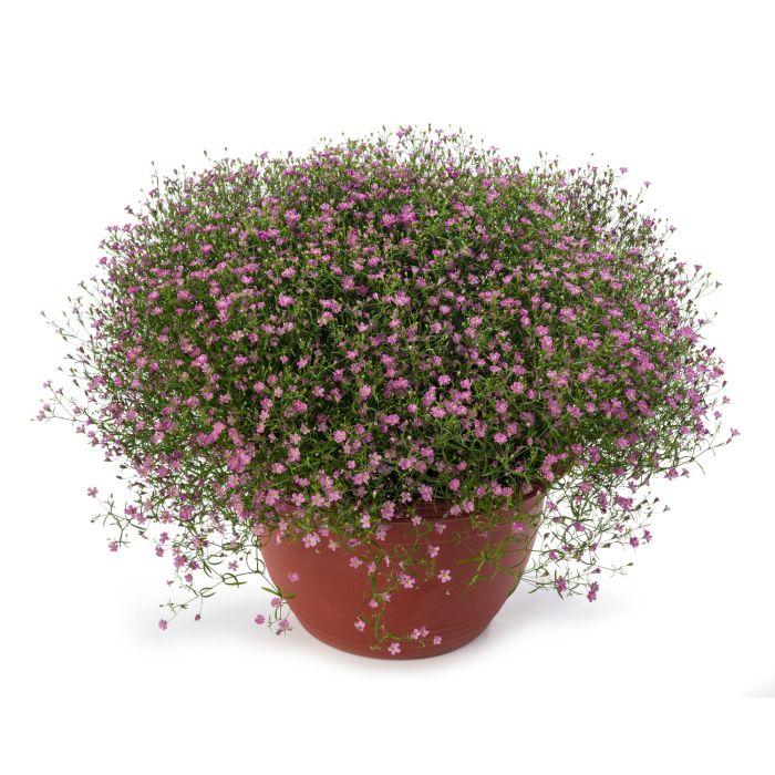 Gypsophila muralis ‘Gypsy Deep Rose’ (Gypsy Deep Rose Cushion Baby’s Breath)