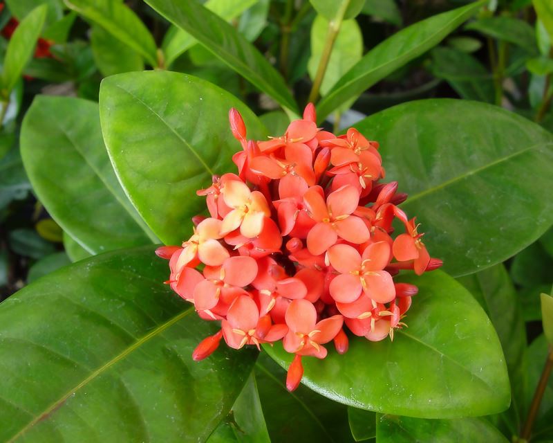 Ixora chinensis ‘Prince of Orange’