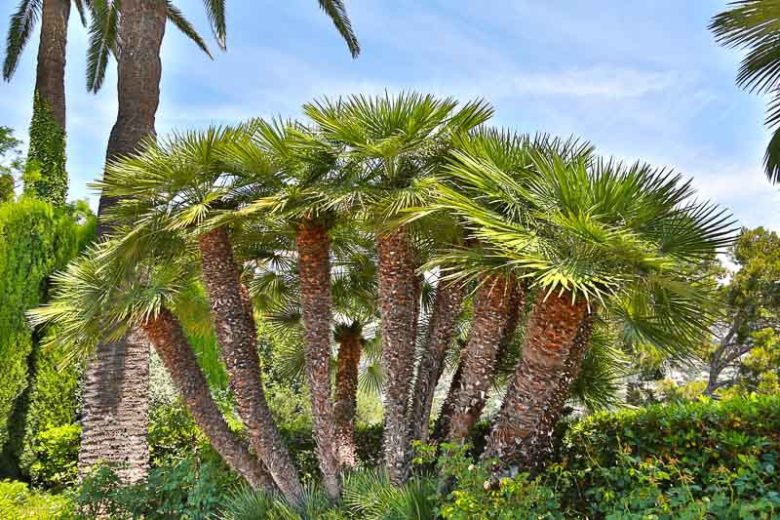 Chamaerops humilis (European Fan Palm)