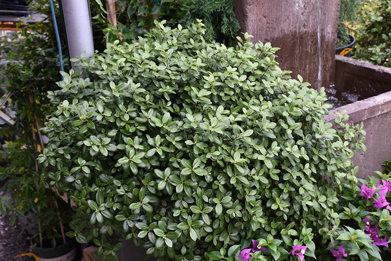 Pittosporum tenuifolium (Golf Ball)