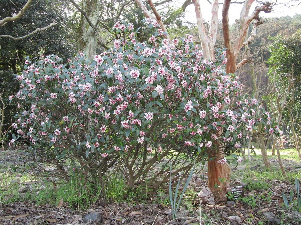 Daphne Odora (Winter Daphne)