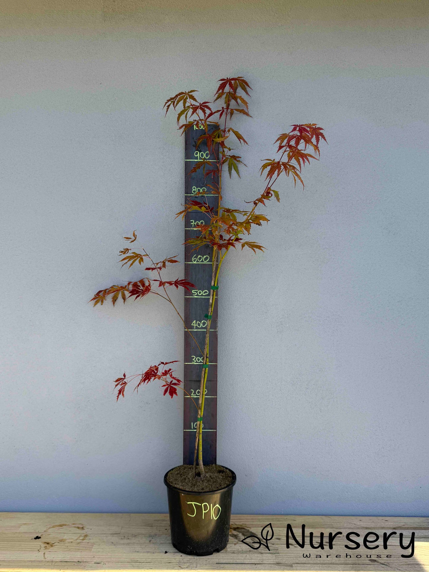 Acer Palmatum 'Japanese Maple' (JP10)
