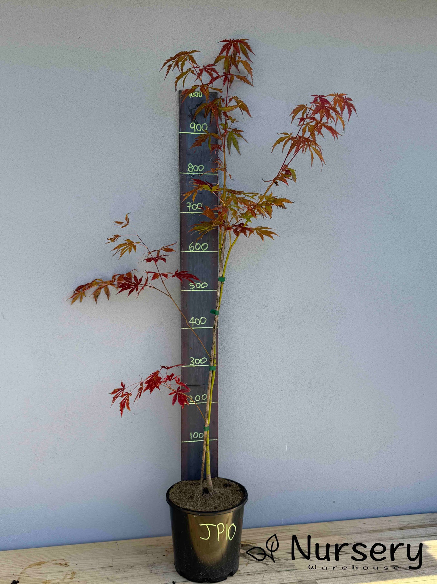 Acer Palmatum 'Japanese Maple' (JP10)