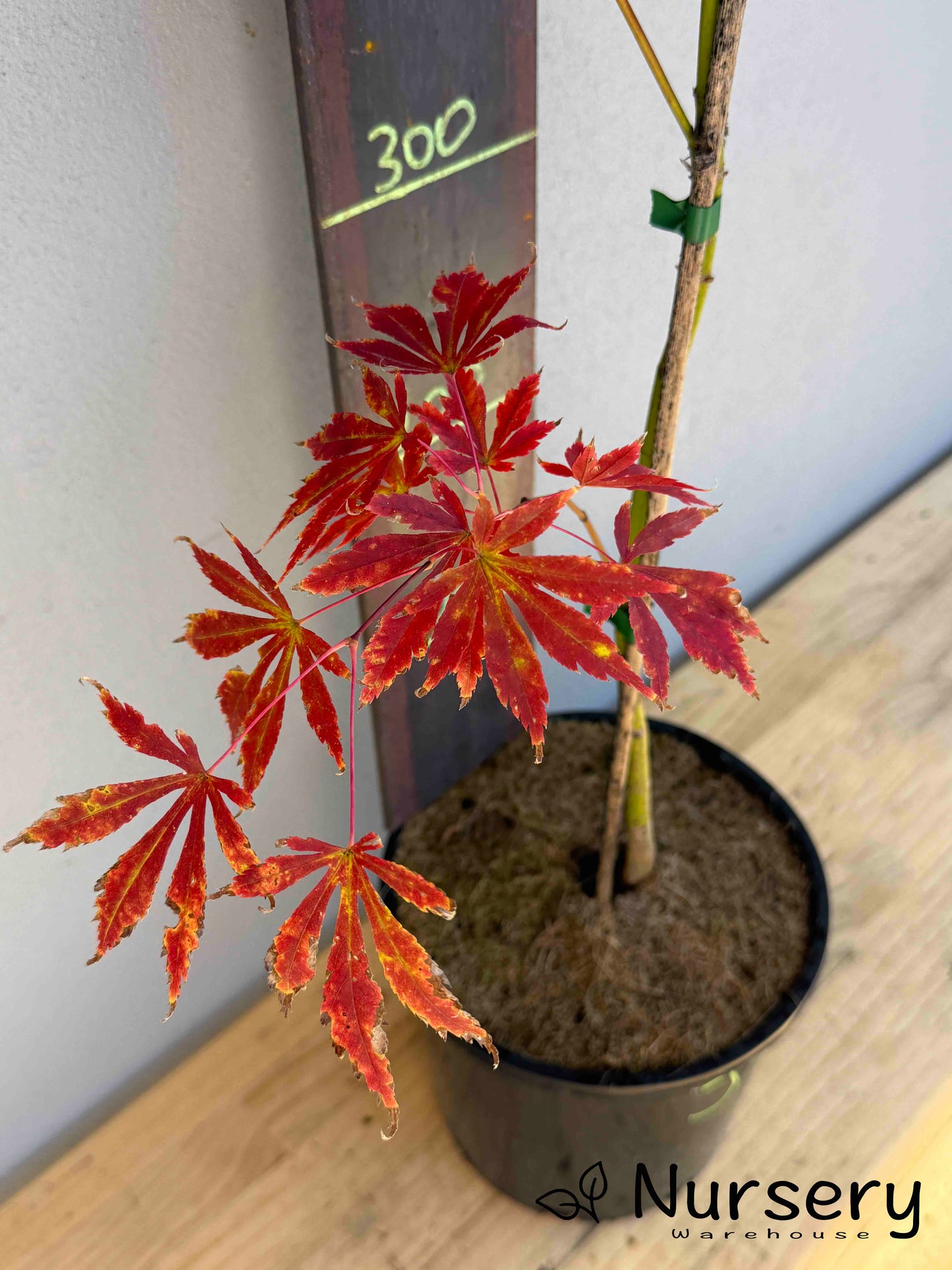 Acer Palmatum 'Japanese Maple' (JP10)