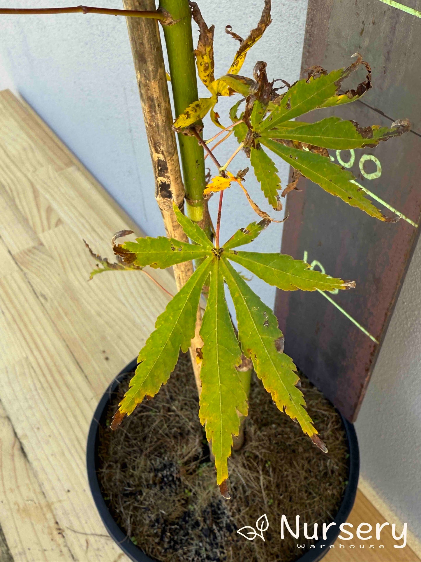 Acer Palmatum 'Japanese Maple' (JP13)