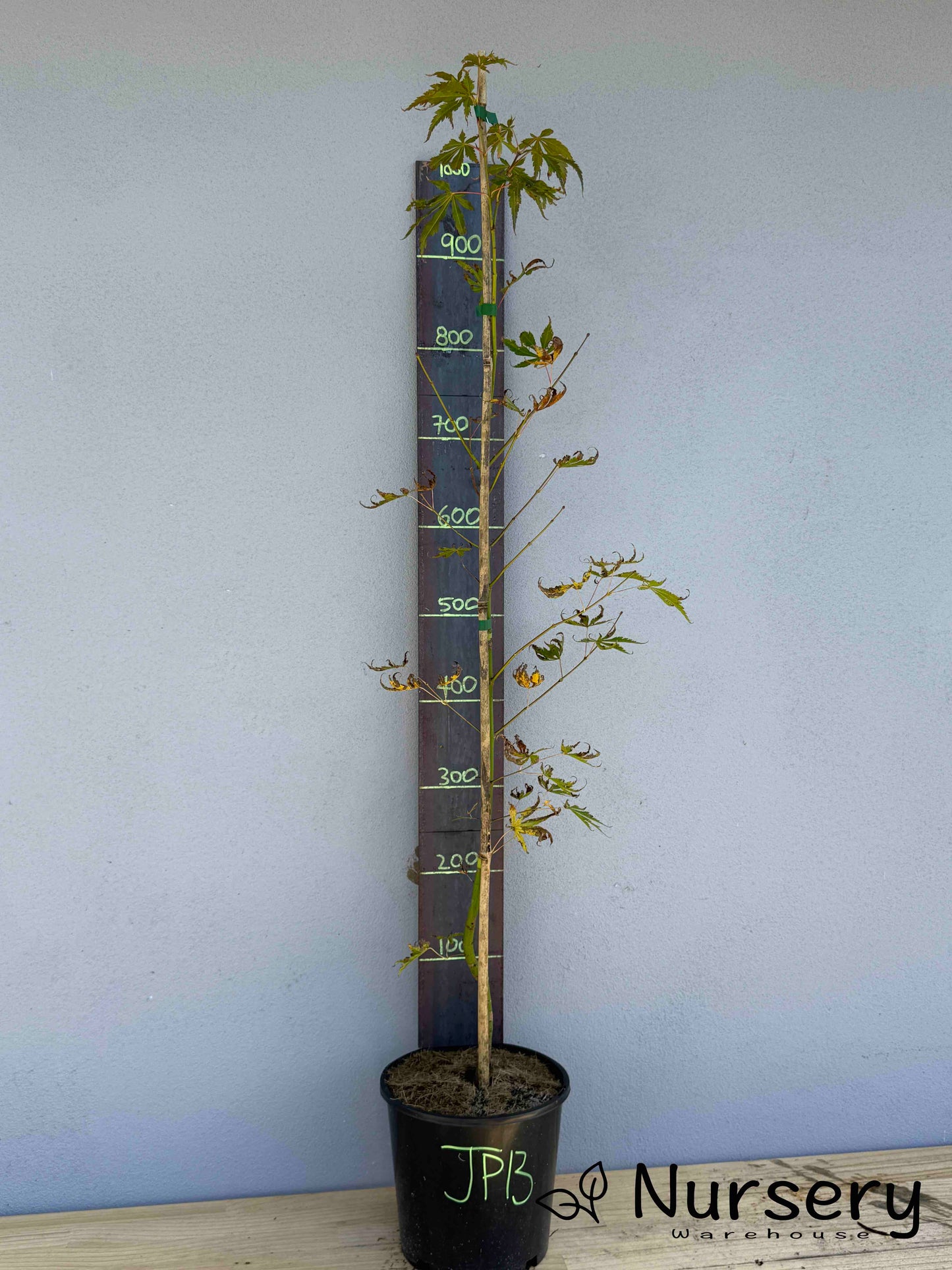 Acer Palmatum 'Japanese Maple' (JP13)