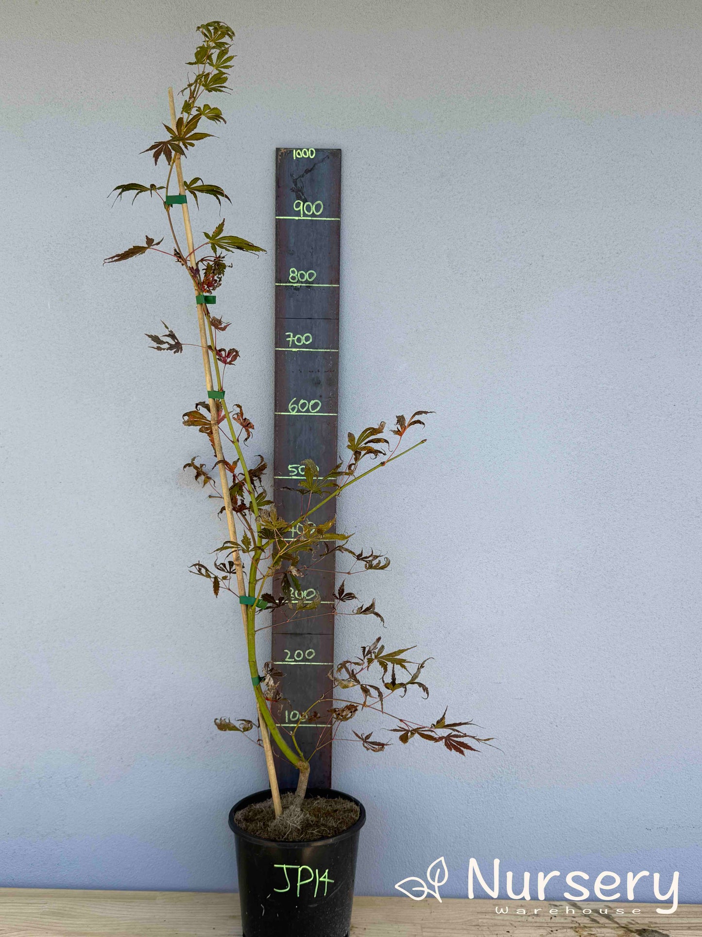 Acer Palmatum 'Japanese Maple' (JP14)