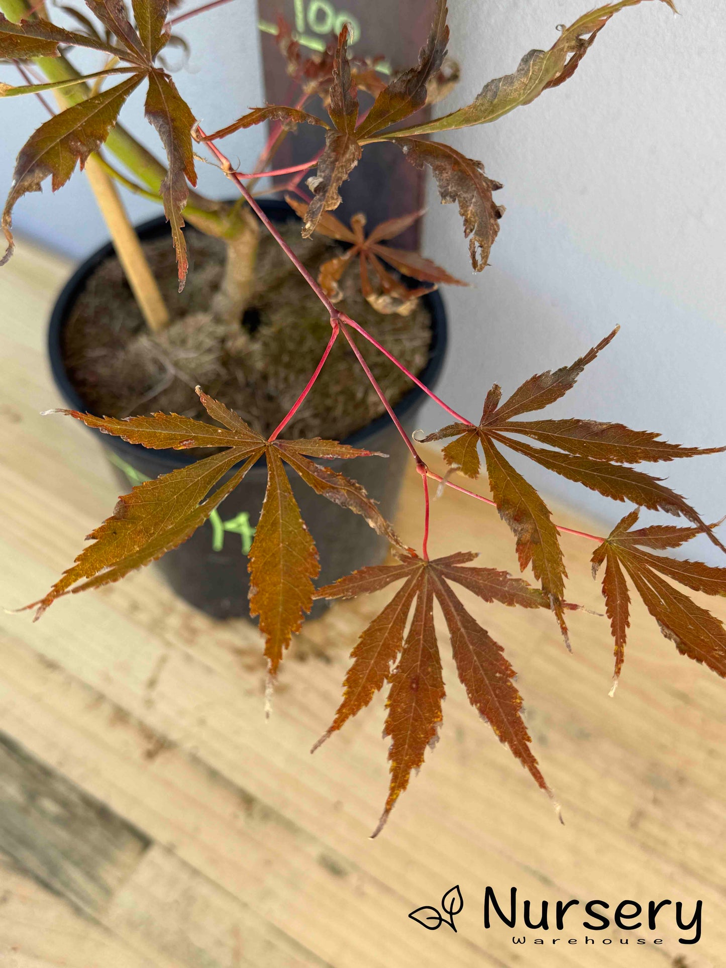 Acer Palmatum 'Japanese Maple' (JP14)