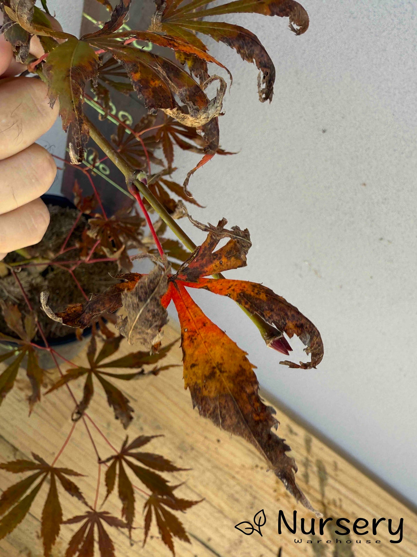 Acer Palmatum 'Japanese Maple' (JP14)