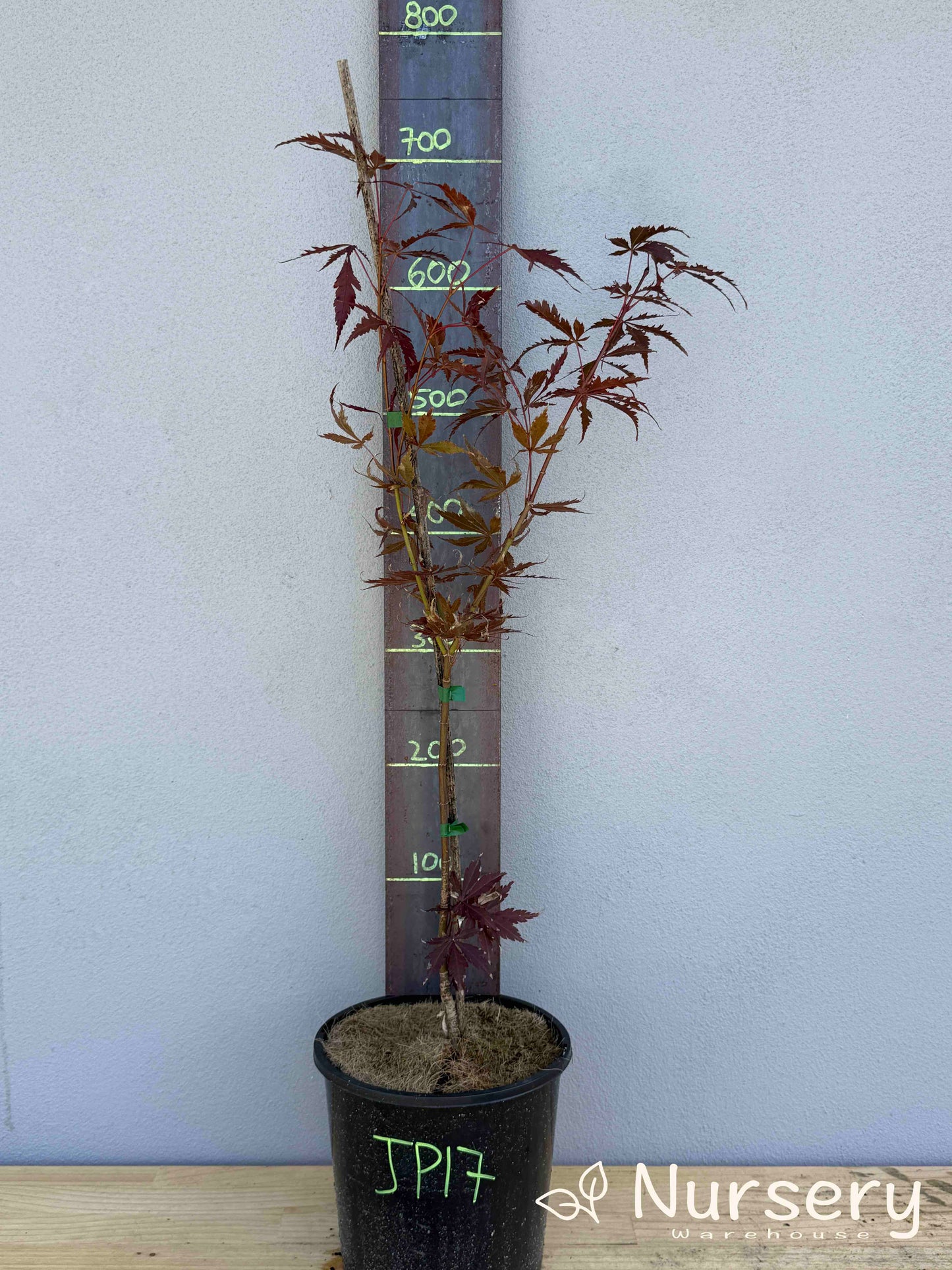 Acer Palmatum 'Japanese Maple' (JP17)
