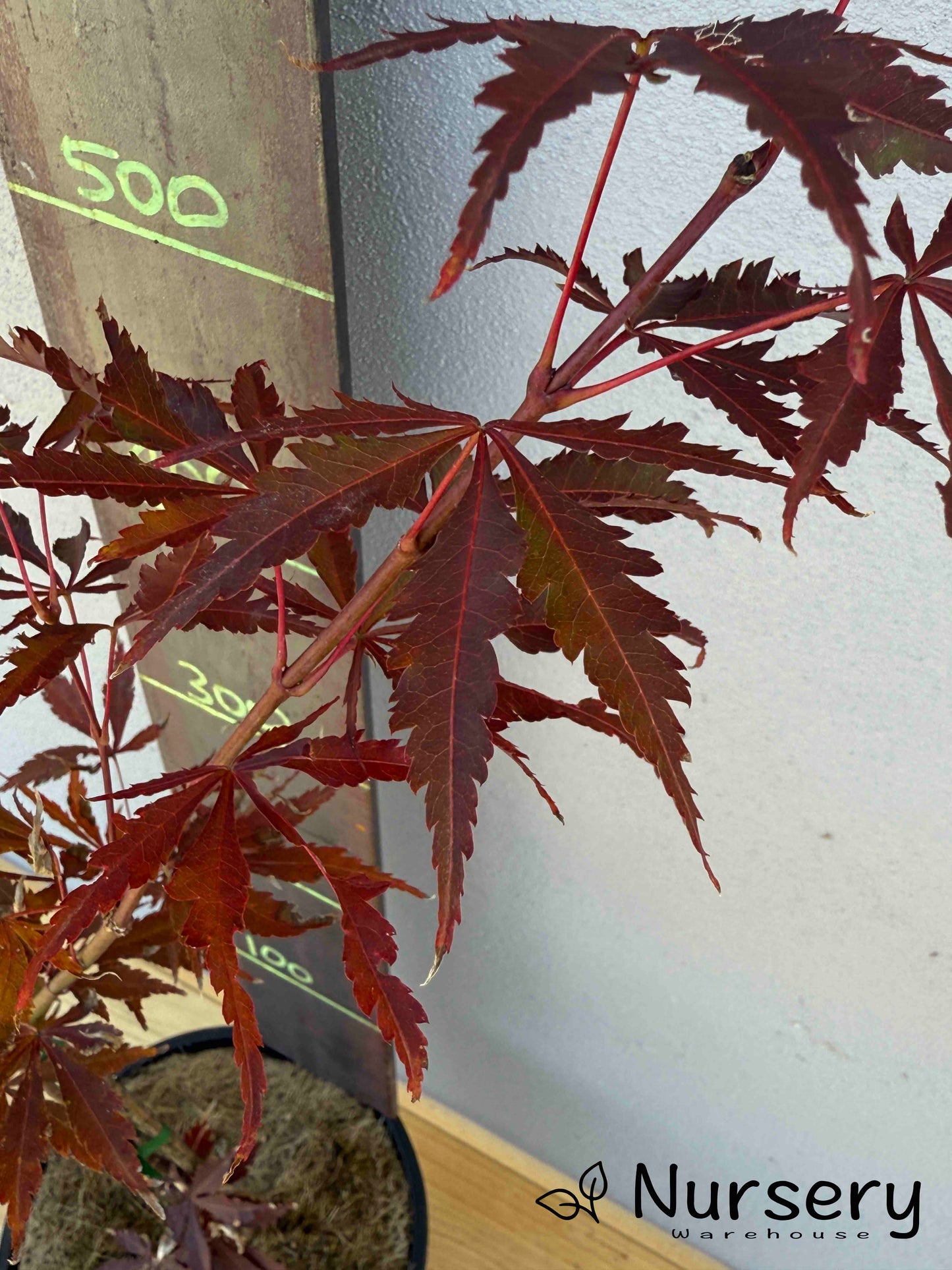 Acer Palmatum 'Japanese Maple' (JP17)