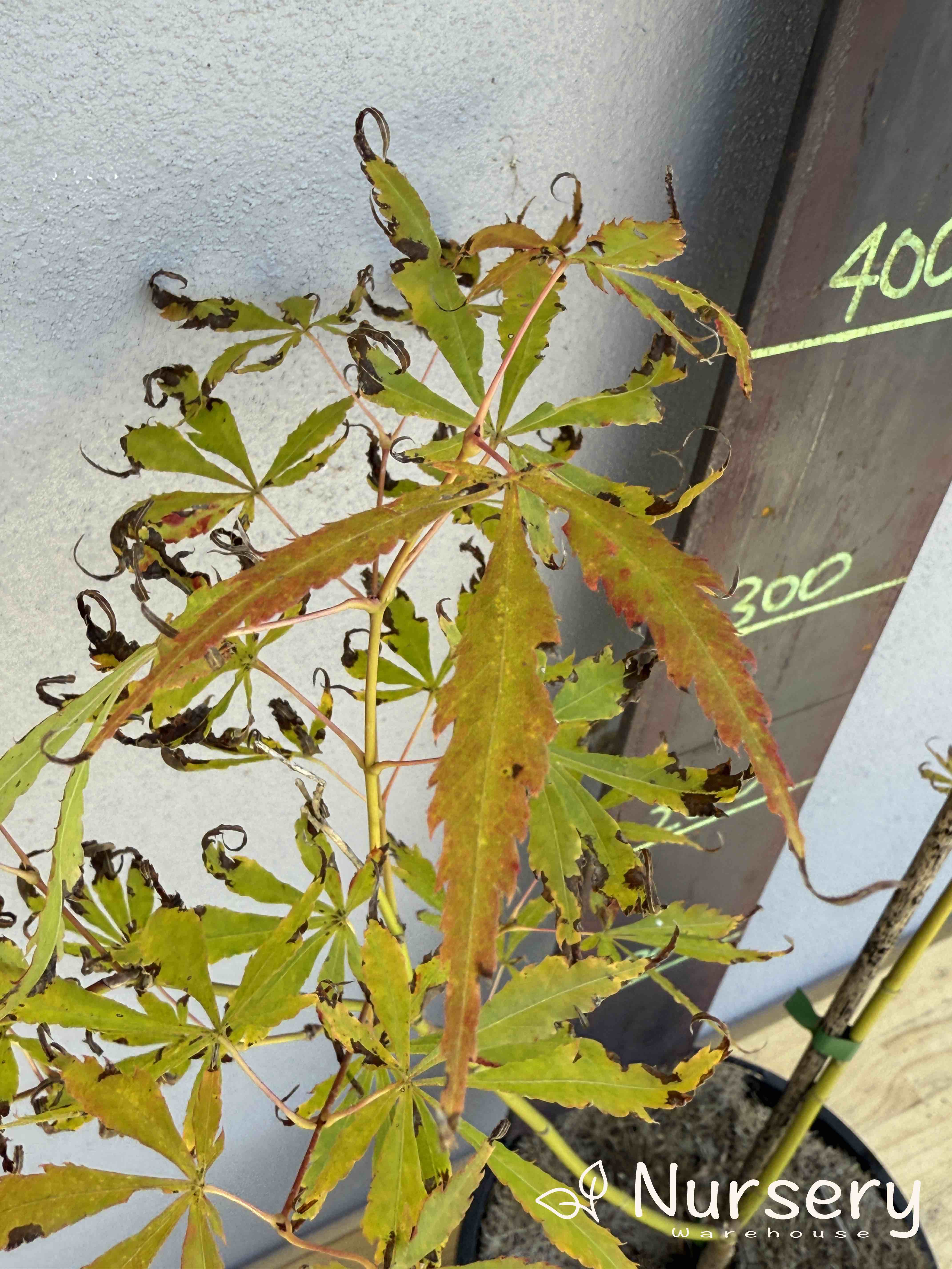 Acer Palmatum 'Japanese Maple' (JP21)