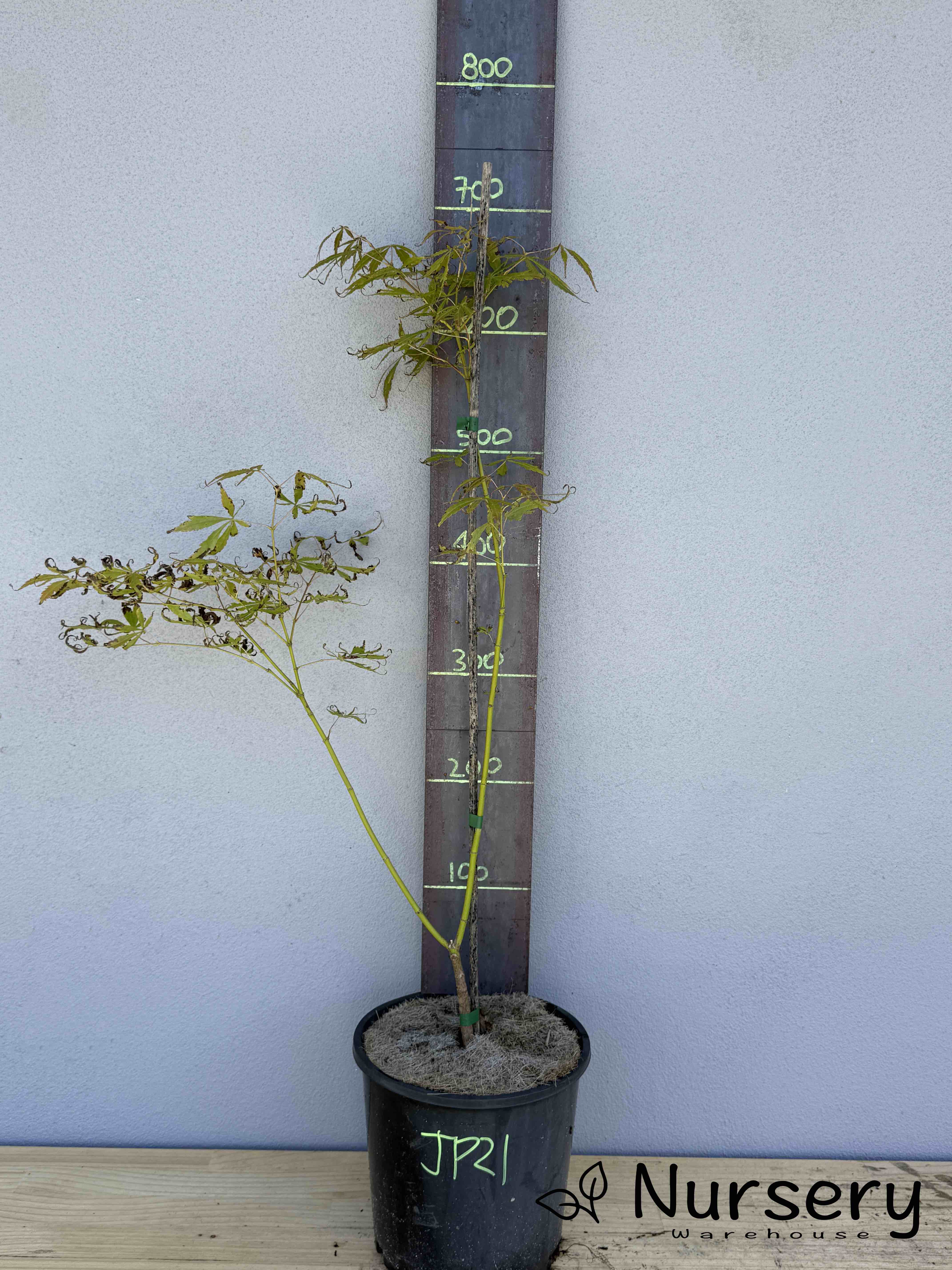 Acer Palmatum 'Japanese Maple' (JP21)
