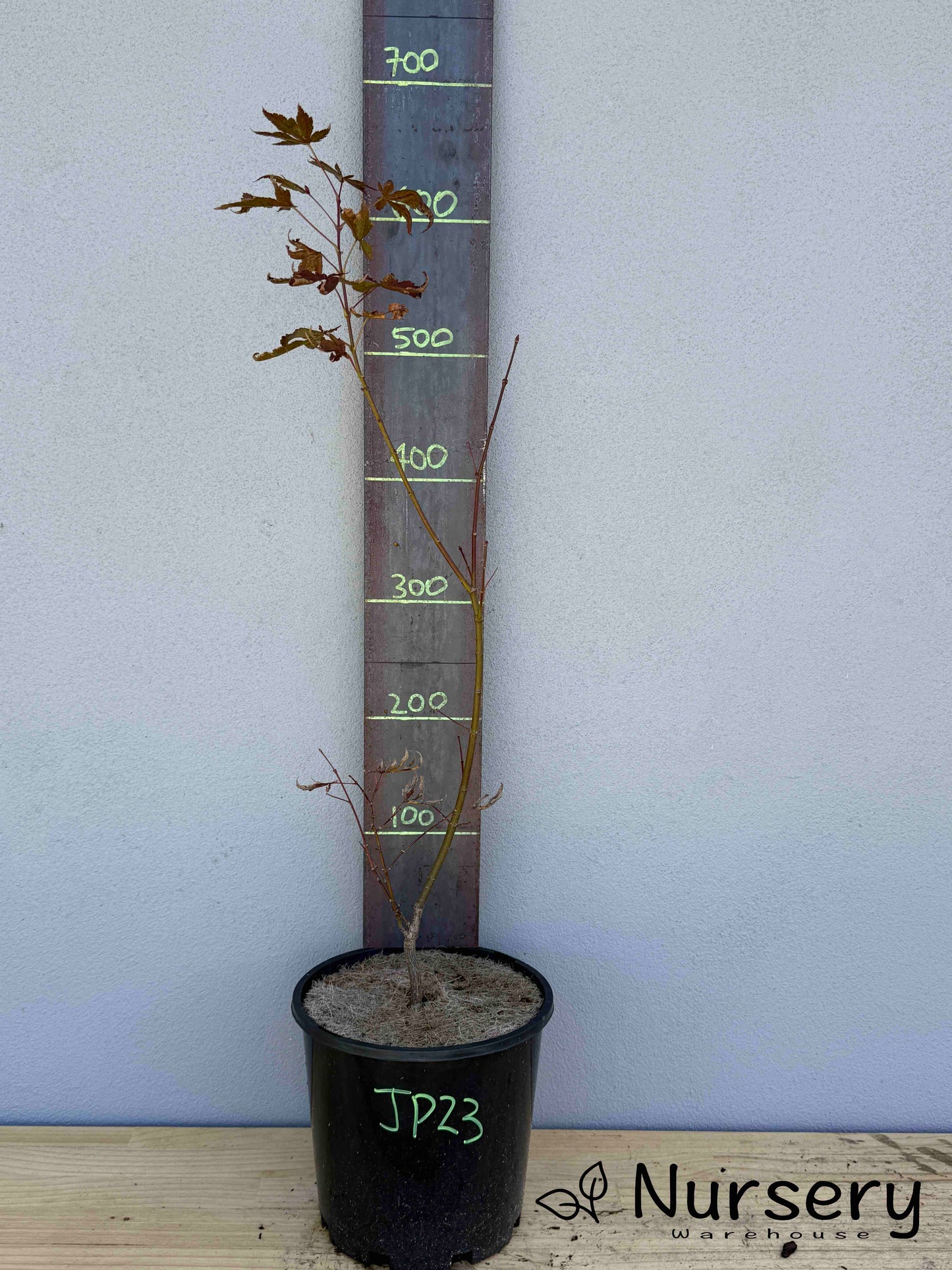 Acer Palmatum 'Japanese Maple' (JP23)