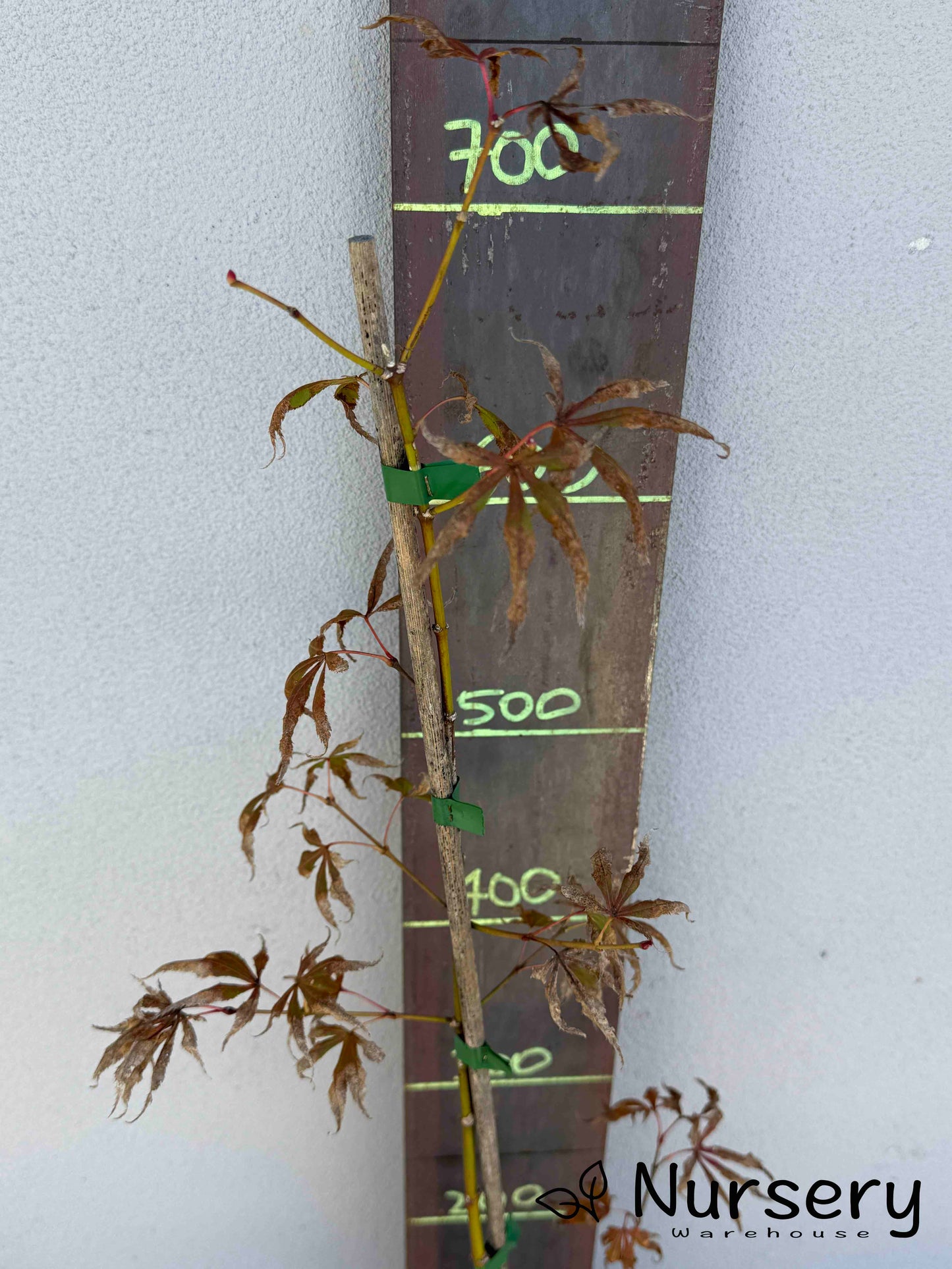 Acer Palmatum 'Japanese Maple' (JP27)