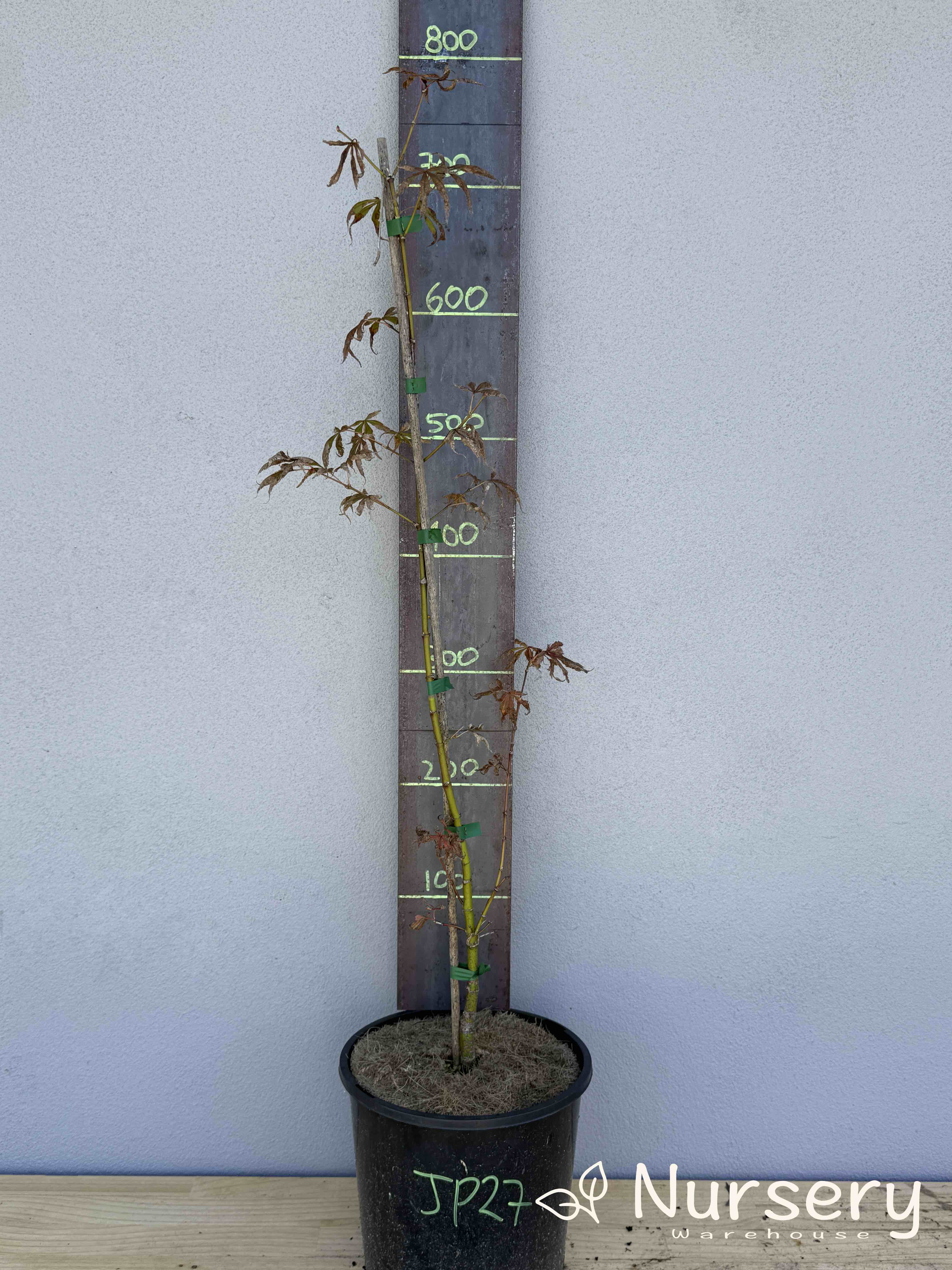 Acer Palmatum 'Japanese Maple' (JP27)