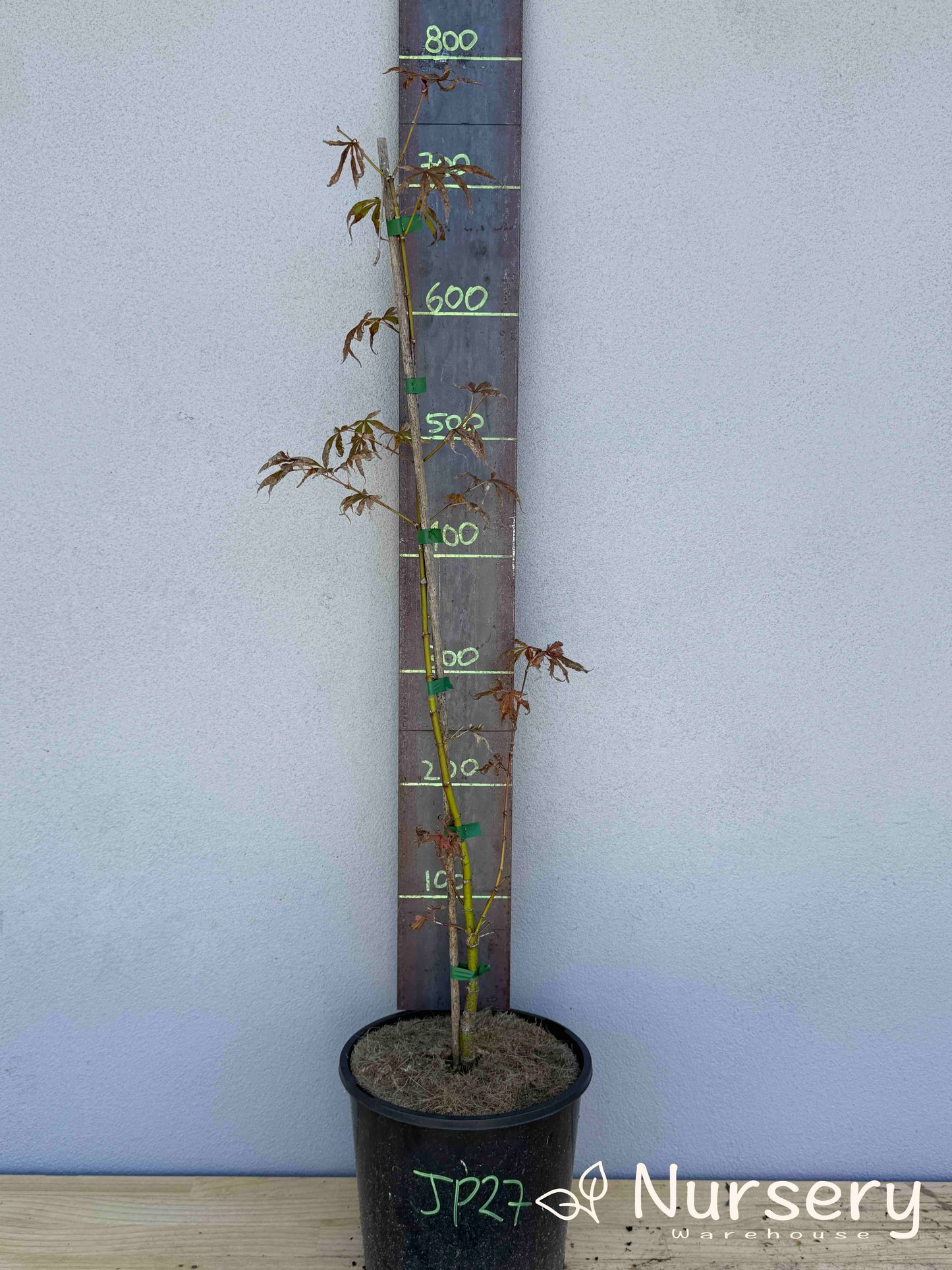 Acer Palmatum 'Japanese Maple' (JP27)