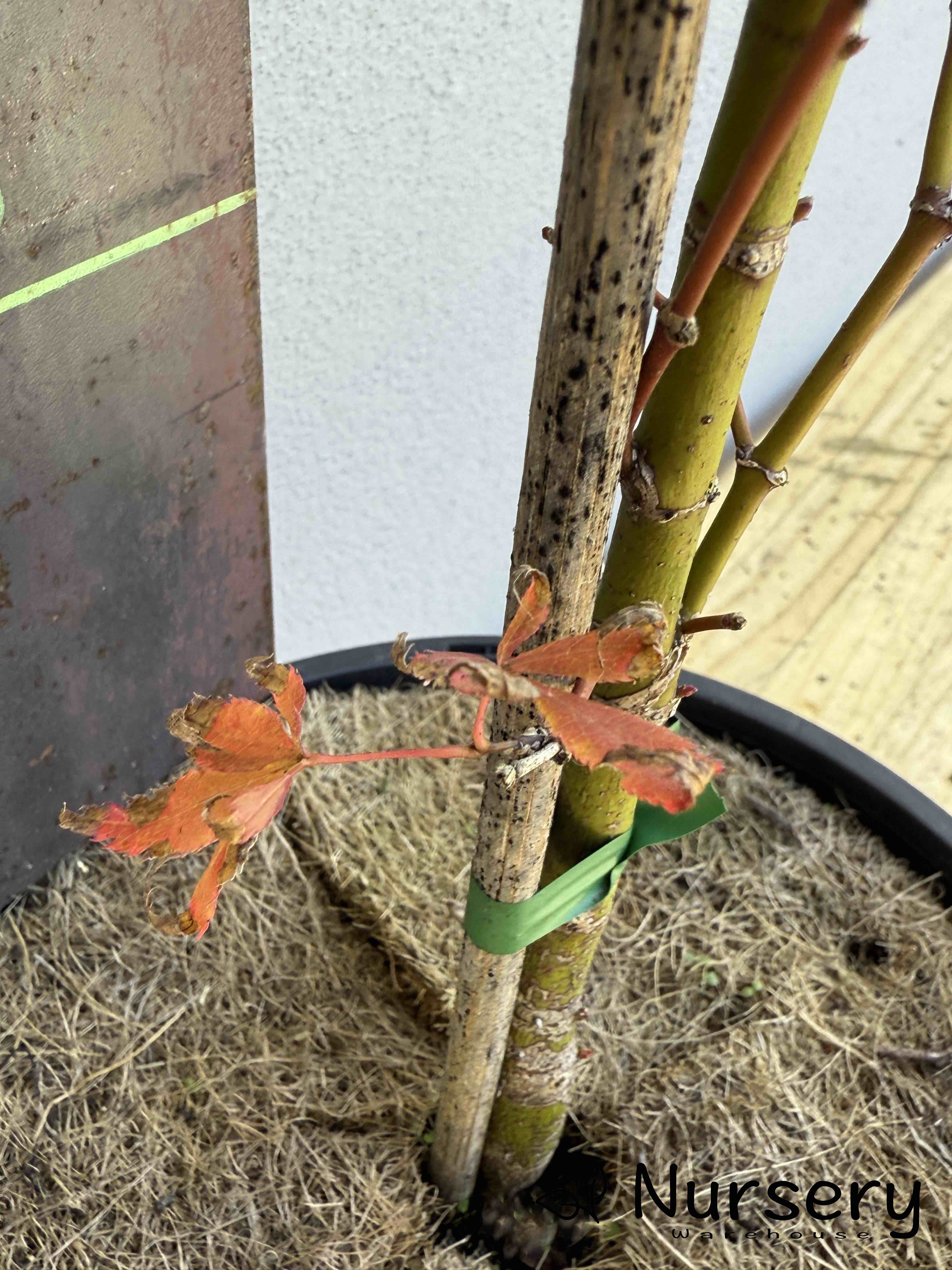 Acer Palmatum 'Japanese Maple' (JP27)