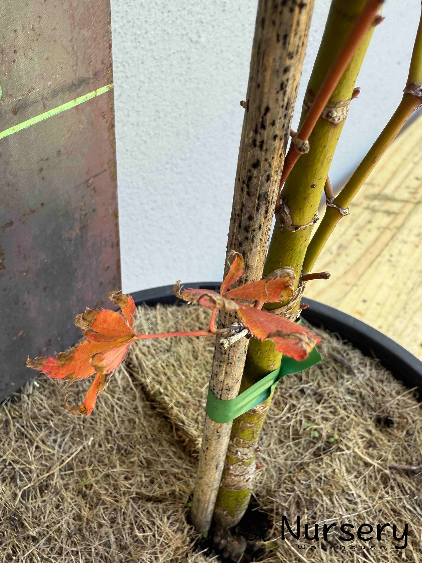 Acer Palmatum 'Japanese Maple' (JP27)