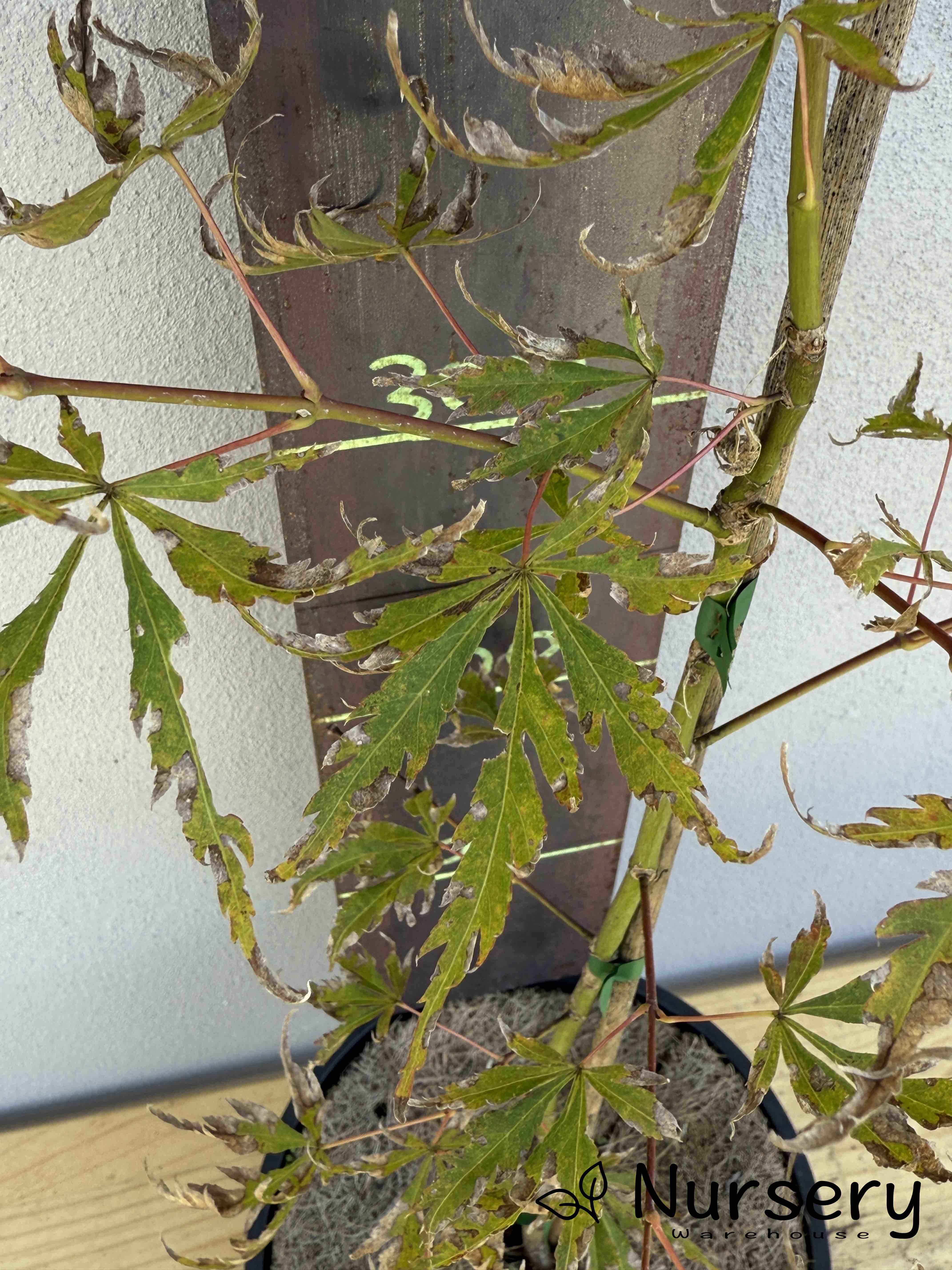 Acer Palmatum 'Japanese Maple' (JP29)