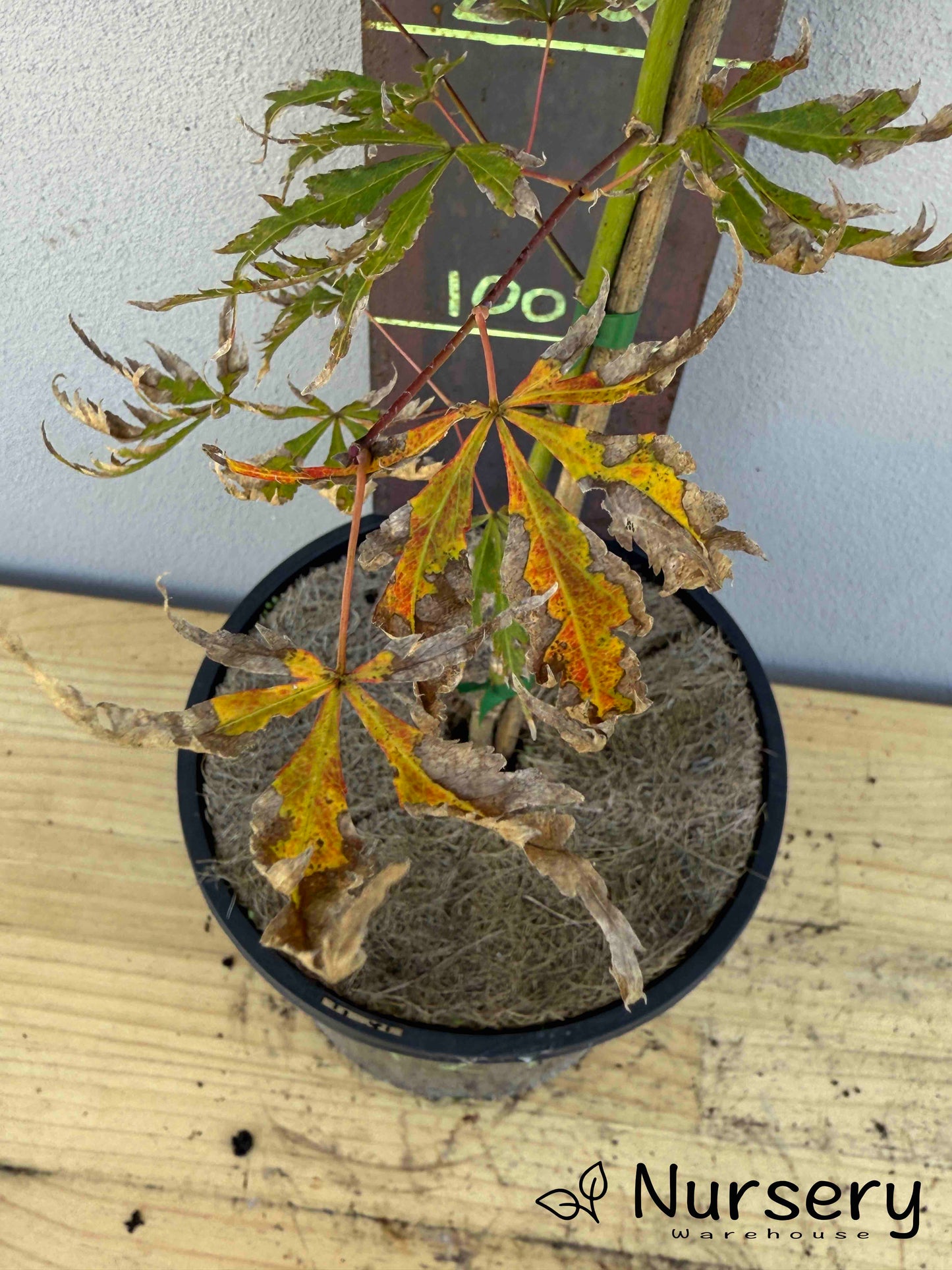 Acer Palmatum 'Japanese Maple' (JP29)
