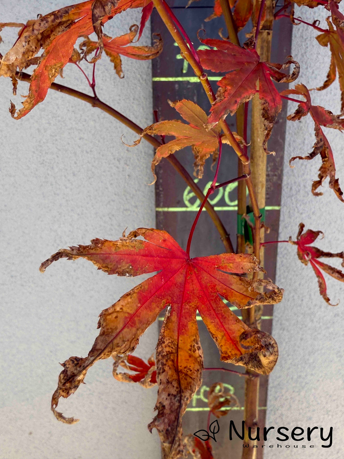 Acer Palmatum 'Japanese Maple' (JP6)