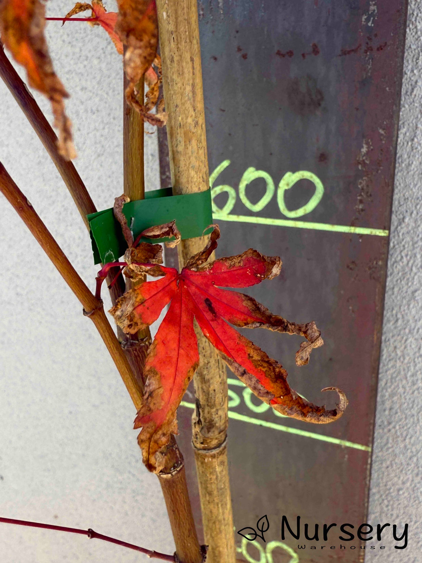 Acer Palmatum 'Japanese Maple' (JP6)