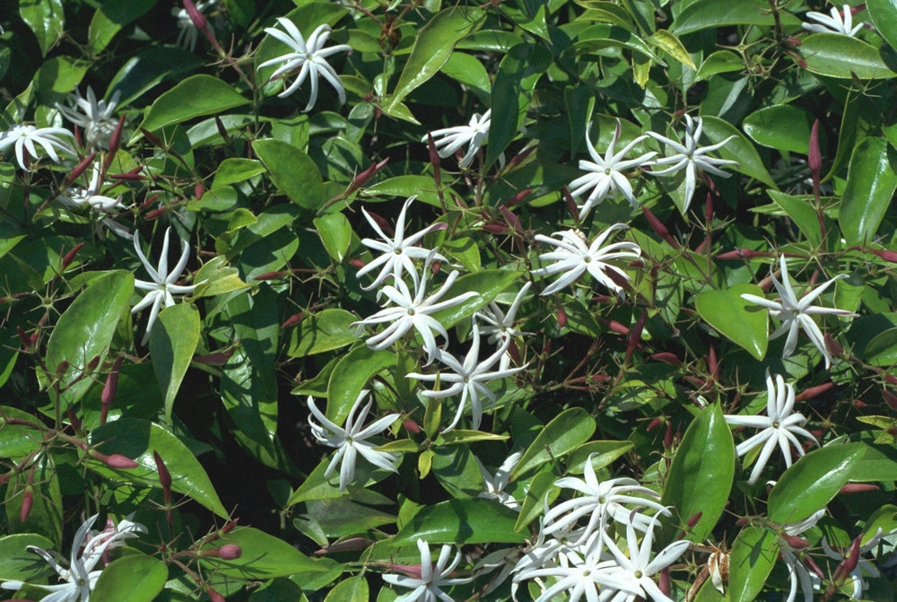 Jasminum nitidum (Angel Wings Jasmine)