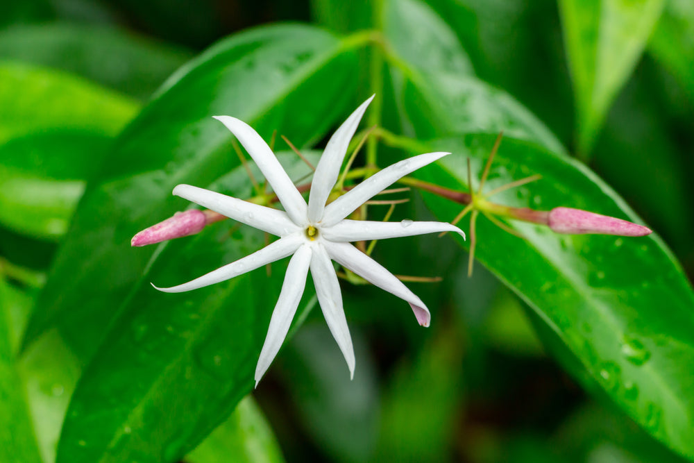 Jasminum nitidum (Angel Wings Jasmine)